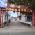 珍珠油杏苗杏树苗基地供应量大质优免费指导技术