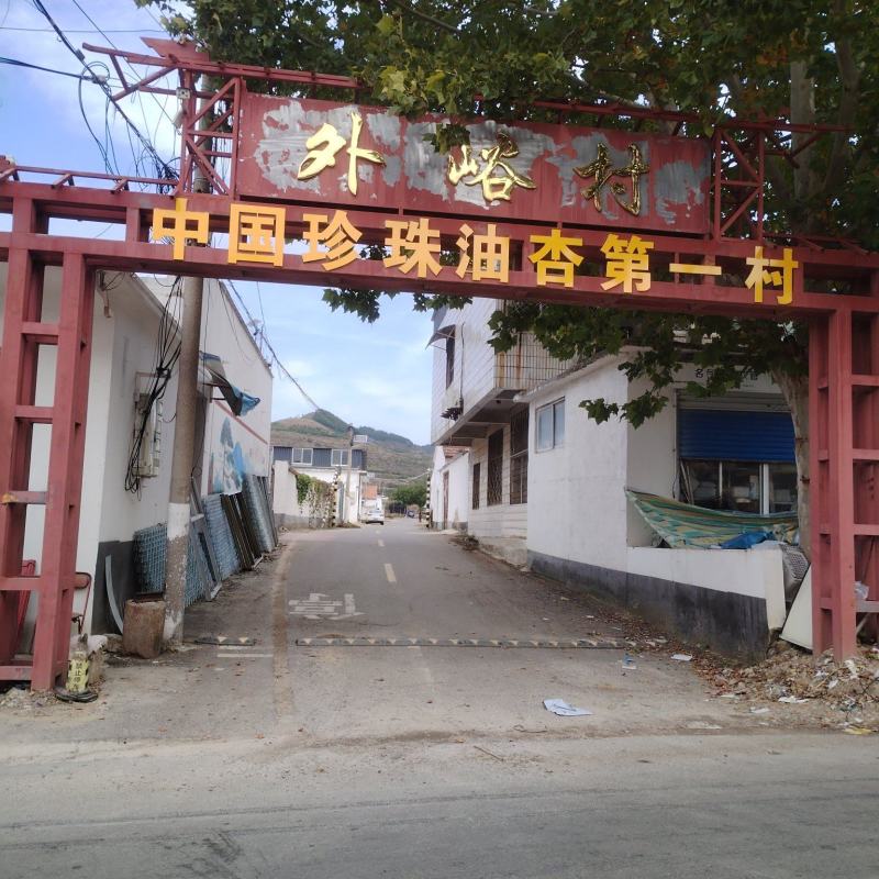 珍珠油杏苗杏树苗基地供应量大质优免费指导技术