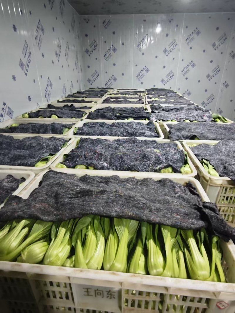 上海青产地直供大量现货品质保证量大价优欢迎来电