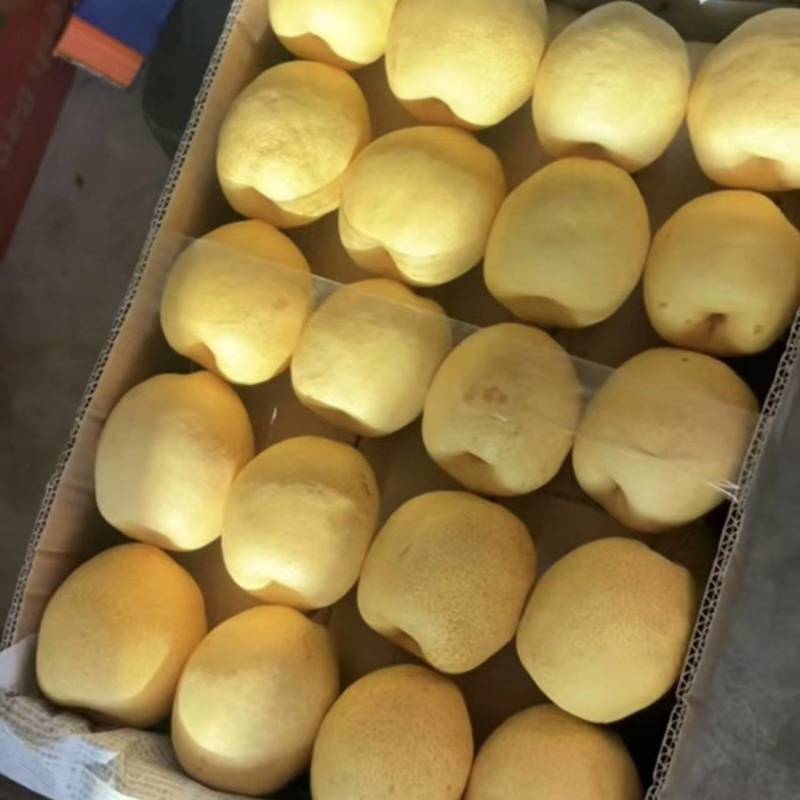 正宗同川酥梨皮薄肉厚核小无渣汁水大糖份高