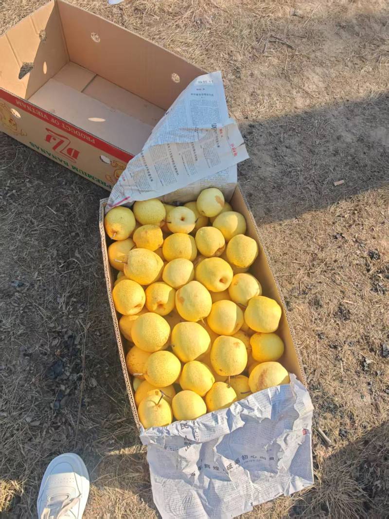 正宗同川酥梨皮薄肉厚核小无渣汁水大糖份高