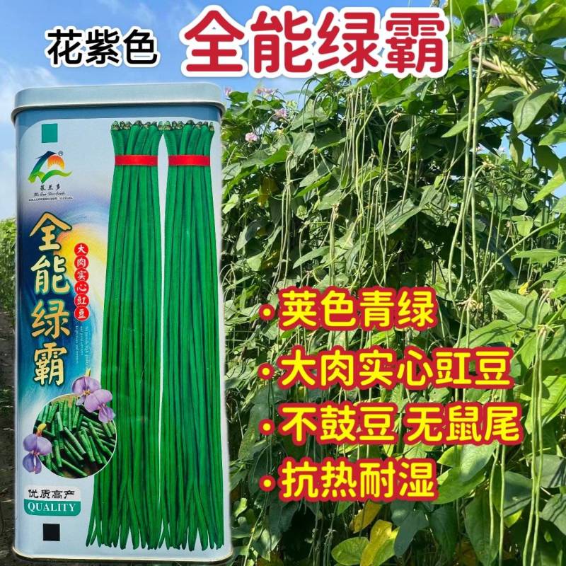 全能绿霸长豇豆种籽肉厚长青不鼓豆无鼠尾春秋播种长豇豆种籽