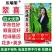 全能绿霸长豇豆种籽肉厚长青不鼓豆无鼠尾春秋播种长豇豆种籽