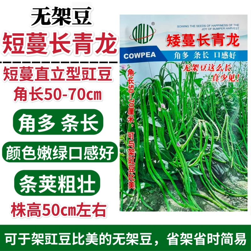 全能绿霸长豇豆种籽肉厚长青不鼓豆无鼠尾春秋播种长豇豆种籽