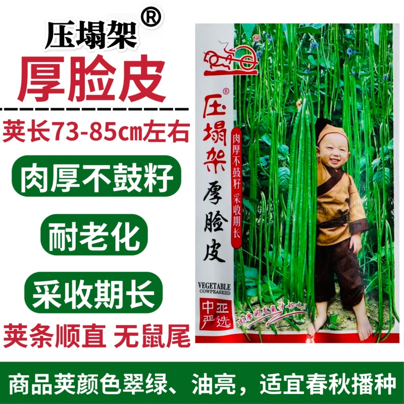 全能绿霸长豇豆种籽肉厚长青不鼓豆无鼠尾春秋播种长豇豆种籽