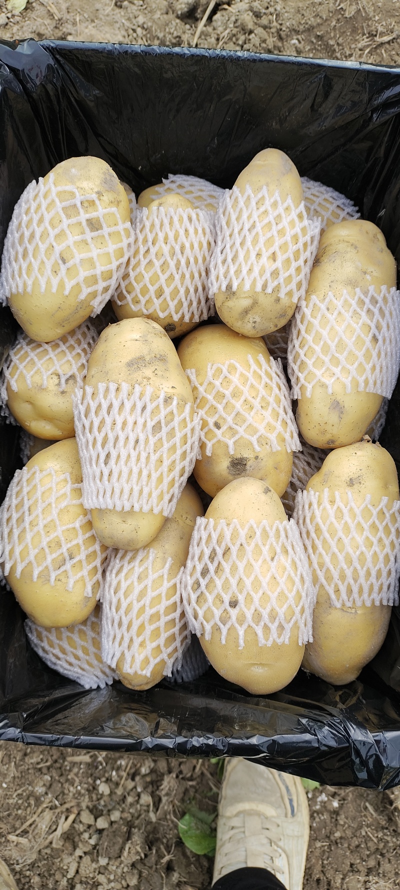 惠东新鲜大量供应，