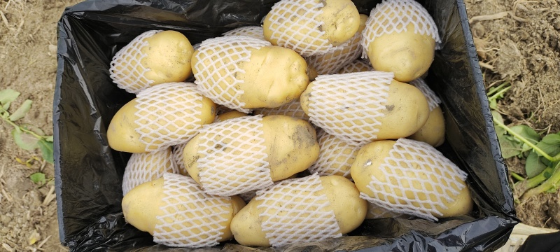 惠东新鲜大量供应，