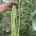 繁花似锦白籽白花翠绿豇豆种子长豆角种子肉质较厚耐老化春秋