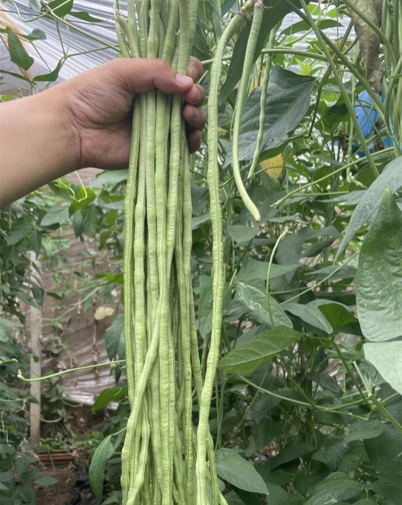繁花似锦白籽白花翠绿豇豆种子长豆角种子肉质较厚耐老化春秋