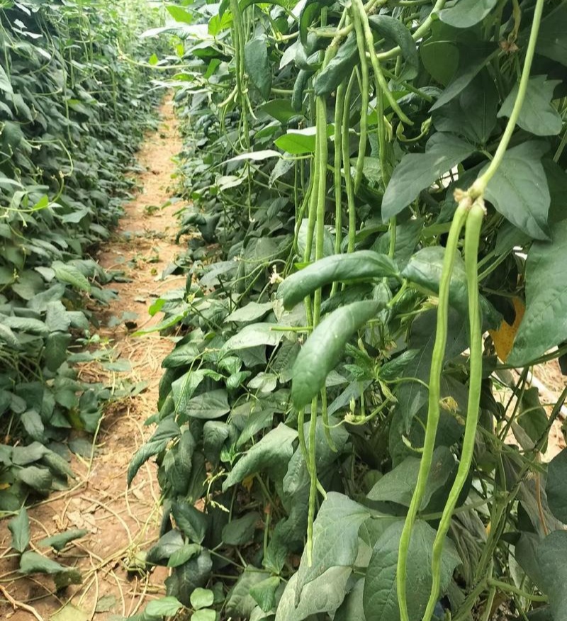 繁花似锦白籽白花翠绿豇豆种子长豆角种子肉质较厚耐老化春秋