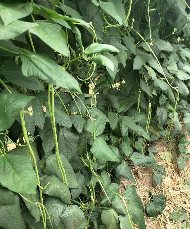 繁花似锦白籽白花翠绿豇豆种子长豆角种子肉质较厚耐老化春秋
