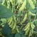 泸宁95-1毛豆种子早熟大荚青黄豆鲜食甜菜豆春夏蔬菜种子