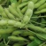 泸宁95-1毛豆种子早熟大荚青黄豆鲜食甜菜豆春夏蔬菜种子
