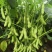 泸宁95-1毛豆种子早熟大荚青黄豆鲜食甜菜豆春夏蔬菜种子
