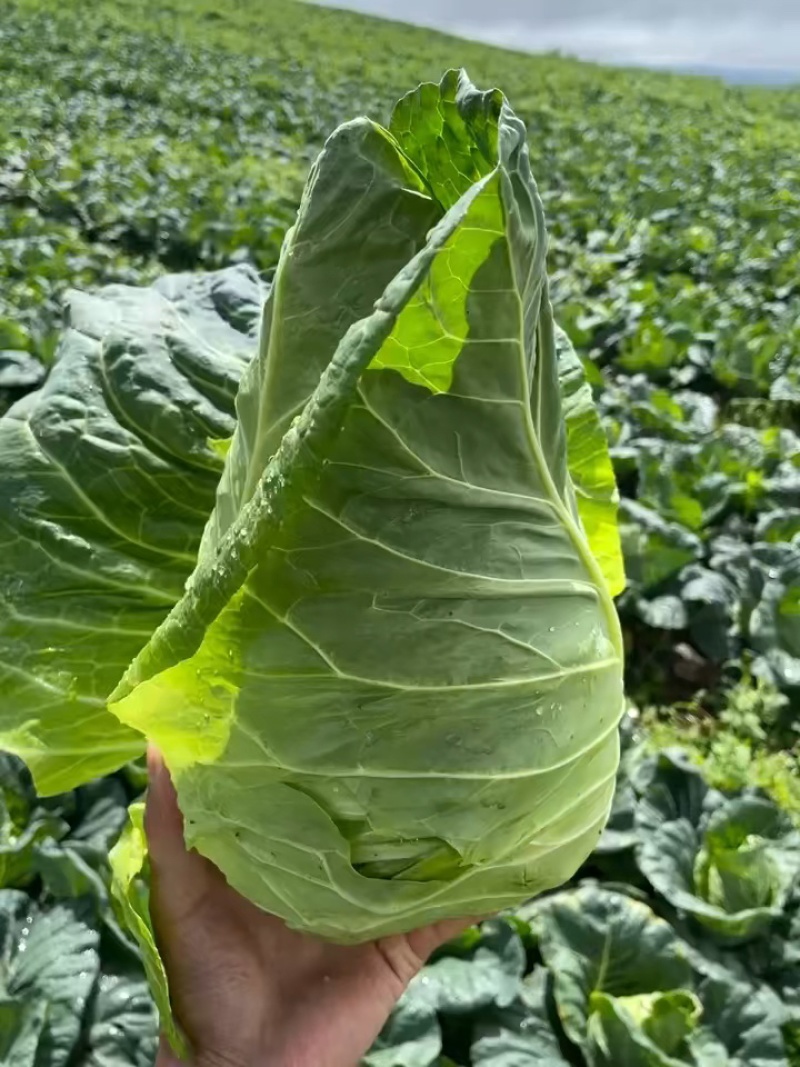 穴盘牛心甘蓝苗牛心菜苗包菜苗