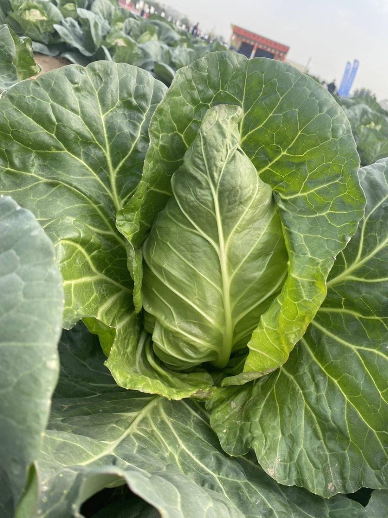 穴盘牛心甘蓝苗牛心菜苗包菜苗