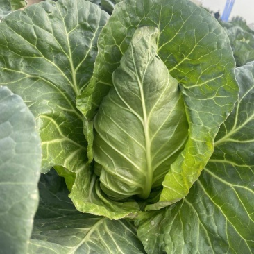 穴盘牛心甘蓝苗牛心菜苗包菜苗