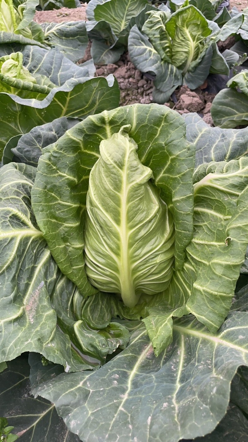 穴盘牛心甘蓝苗牛心菜苗包菜苗