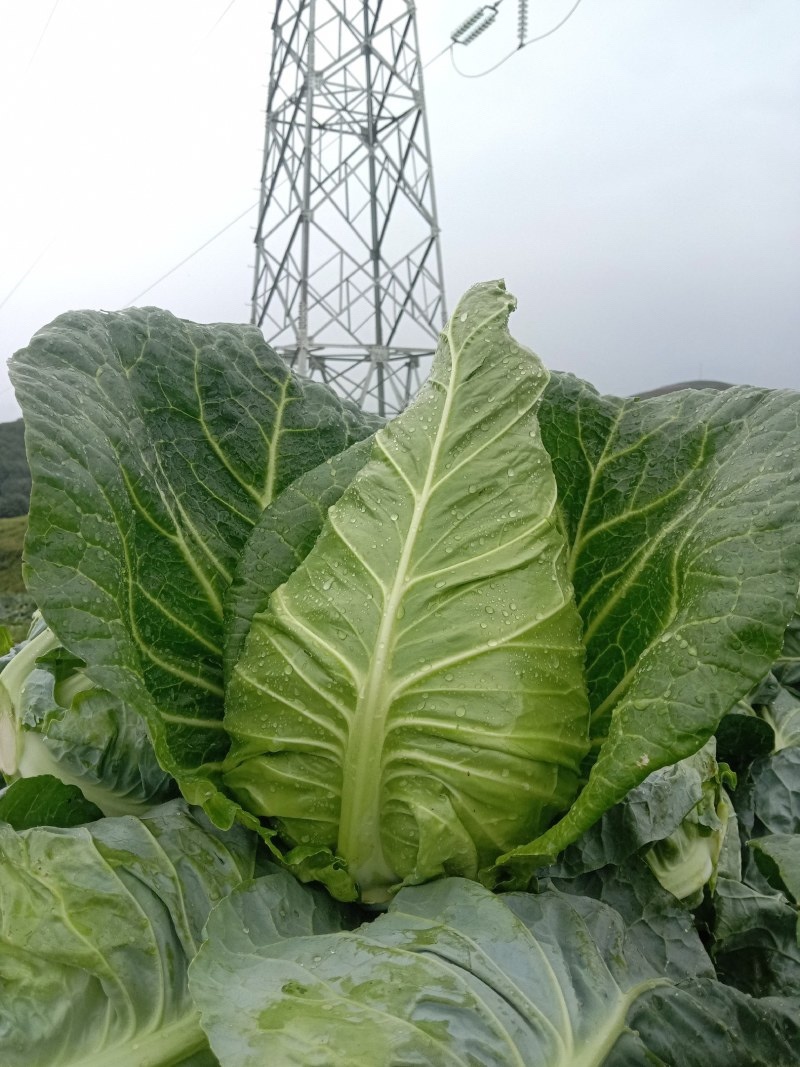 穴盘牛心甘蓝苗牛心菜苗包菜苗