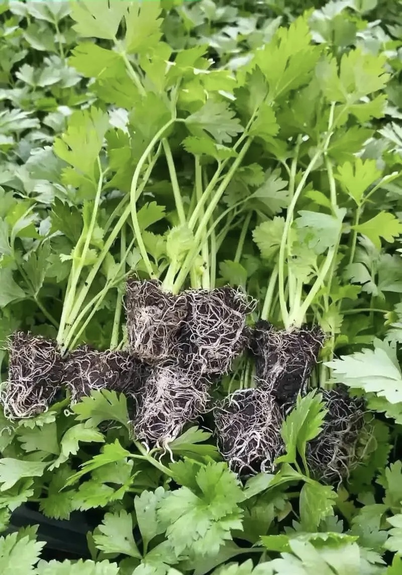 穴盘芹菜苗