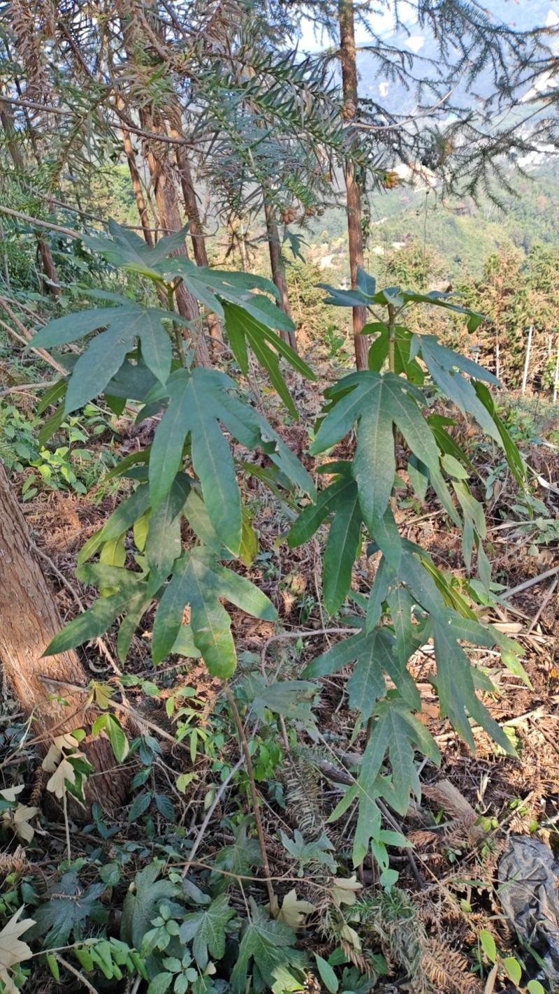 广东野生五指毛桃