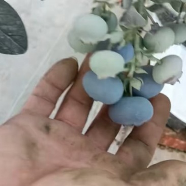 云南蓝莓带盆带果出售