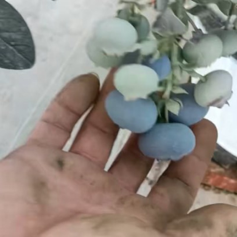 云南蓝莓带盆带果出售