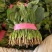 【大叶菠菜】山东菠菜/产地现货供应/货源充足/全国发货