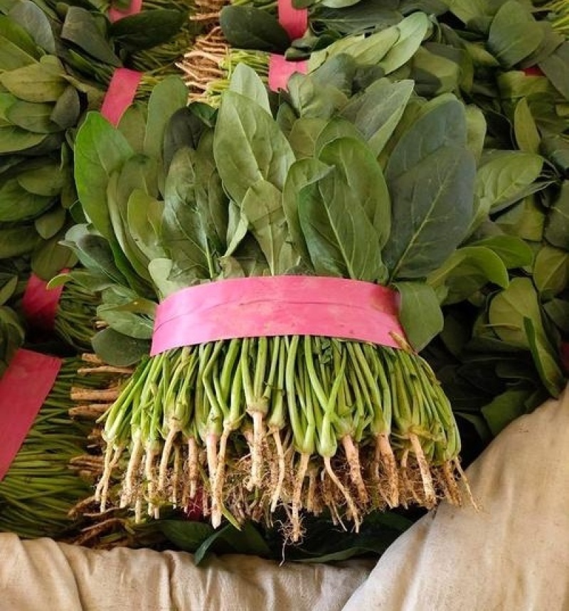 【大叶菠菜】山东菠菜/产地现货供应/货源充足/全国发货
