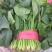 【大叶菠菜】山东菠菜/产地现货供应/货源充足/全国发货