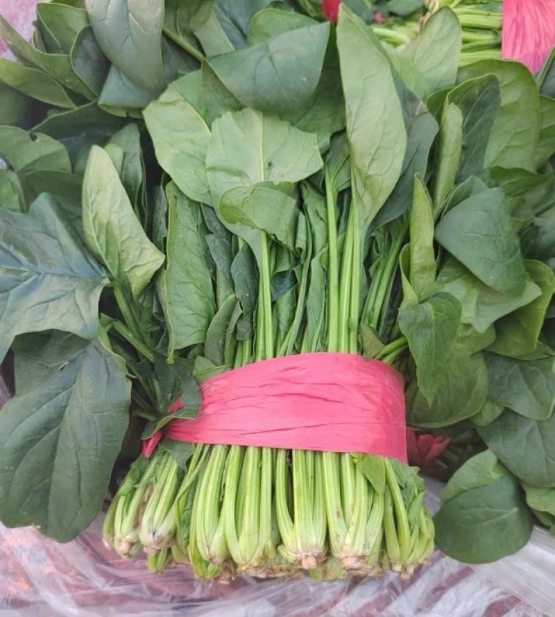 【大叶菠菜】山东菠菜/产地现货供应/货源充足/全国发货
