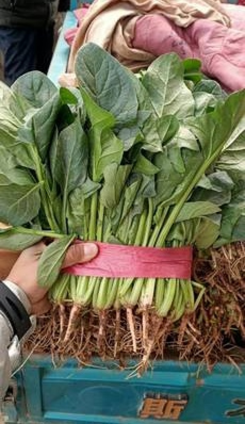 【大叶菠菜】山东菠菜/产地现货供应/货源充足/全国发货