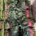 【大叶菠菜】山东菠菜/产地现货供应/货源充足/全国发货
