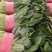 【大叶菠菜】山东菠菜/产地现货供应/货源充足/全国发货