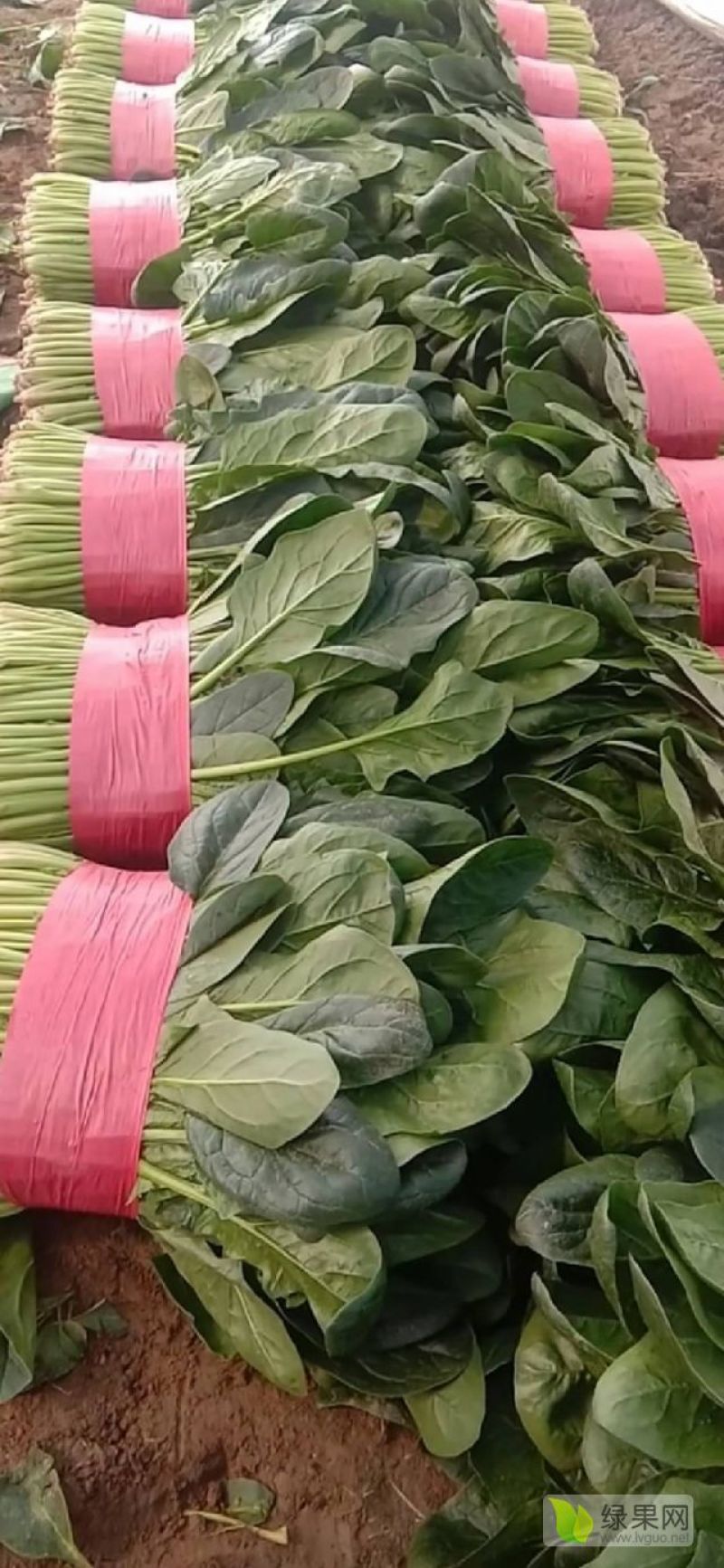 【大叶菠菜】山东菠菜/产地现货供应/货源充足/全国发货