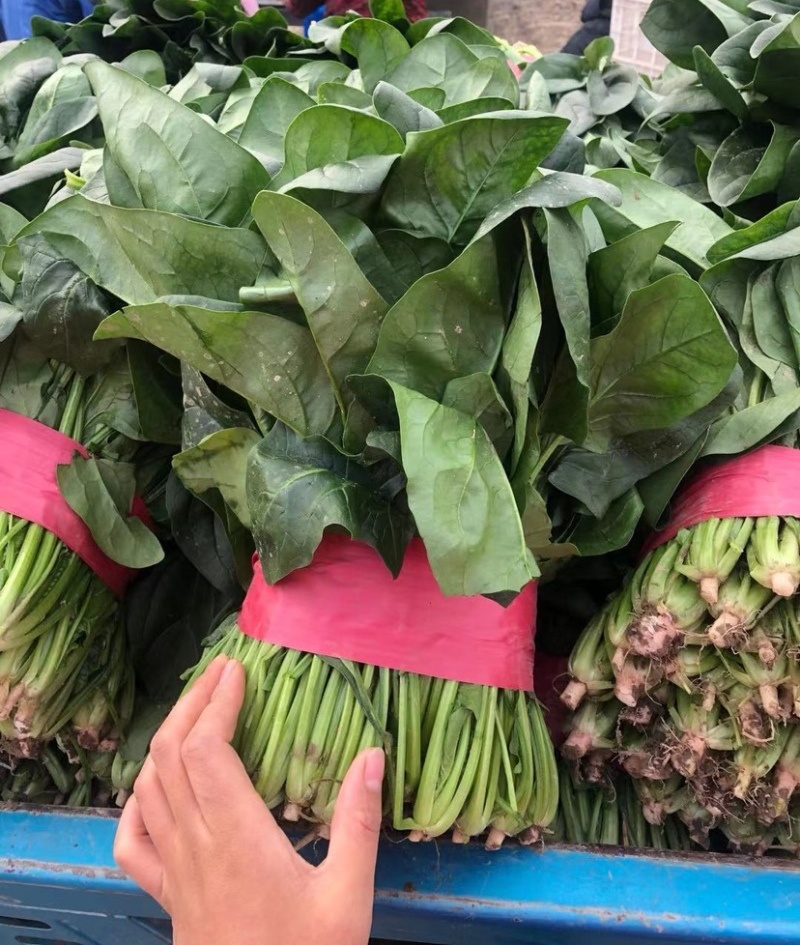 【大叶菠菜】山东菠菜/产地现货供应/货源充足/全国发货