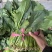 【大叶菠菜】山东菠菜/产地现货供应/货源充足/全国发货