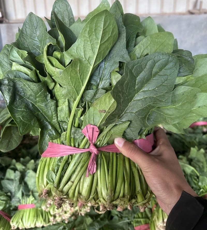 【大叶菠菜】山东菠菜/产地现货供应/货源充足/全国发货