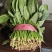 【大叶菠菜】山东菠菜/产地现货供应/货源充足/全国发货