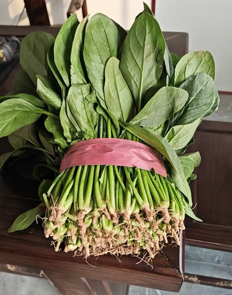 【大叶菠菜】山东菠菜/产地现货供应/货源充足/全国发货
