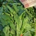 【大叶菠菜】山东菠菜/产地现货供应/货源充足/全国发货