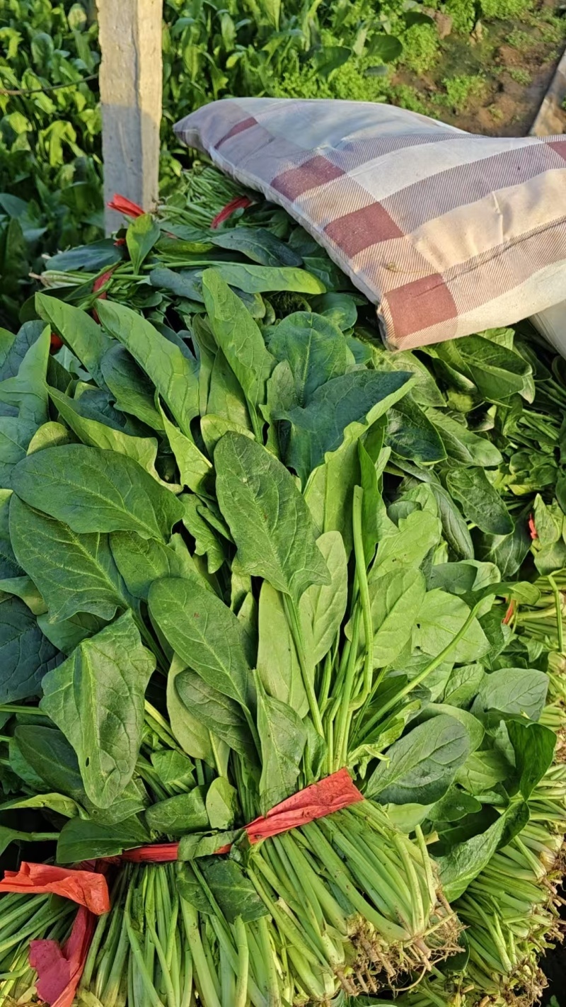【大叶菠菜】山东菠菜/产地现货供应/货源充足/全国发货