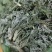 鲜茵陈白蒿去根去黄叶干叶加冰发货，保证质量数量批发零售
