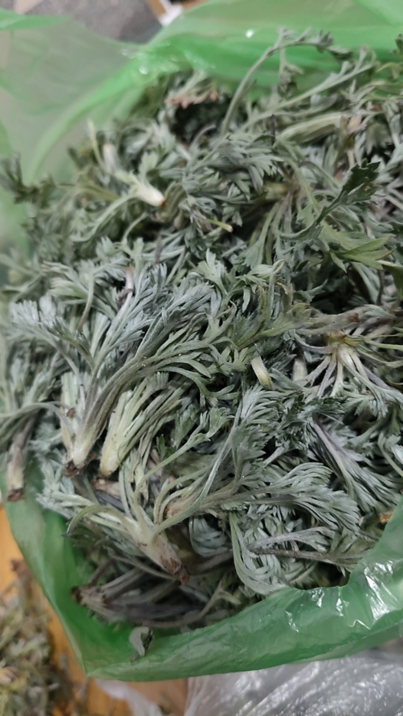 鲜茵陈白蒿去根去黄叶干叶加冰发货，保证质量数量批发零售