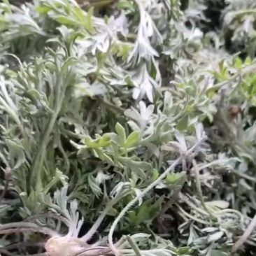鲜茵陈白蒿去根去黄叶干叶加冰发货，保证质量数量批发零售