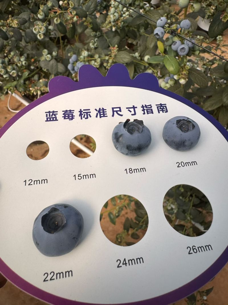 F6甜脆蓝莓L25花香蓝莓L11大果蓝莓