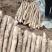 产地白玉山药大量上市欢迎电商超市赶集老板前来采购现货供应