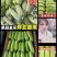 山东精品绿皮西葫芦产地直发货源充足品质好价格美丽发全国