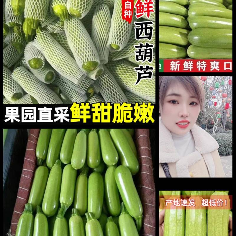 山东精品绿皮西葫芦产地直发货源充足品质好价格美丽发全国
