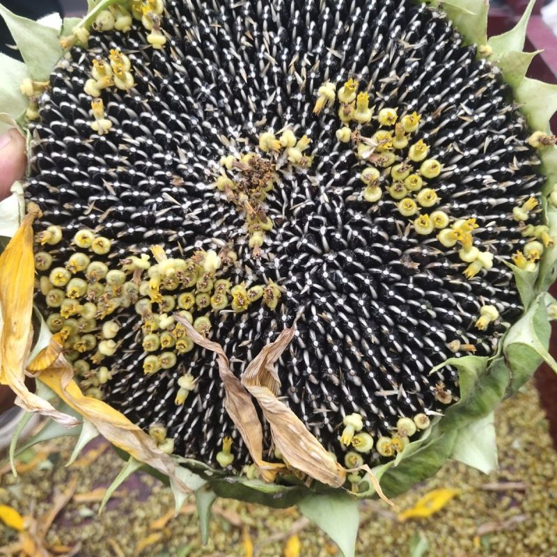 农娃娃大青花食用向日葵种子杂交种大粒香葵种籽早熟春夏播种